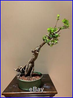 Pre-bonsai Amur Maple (Acer Ginnela) Good Stock Wild Looking Feature At Base