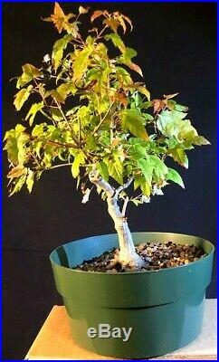 Pre-bonsai Amur maple, Acer ginnala, 14yrs from seedling, sinuous trunk line
