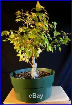 Pre-bonsai Amur maple, Acer ginnala, 14yrs from seedling, sinuous trunk line