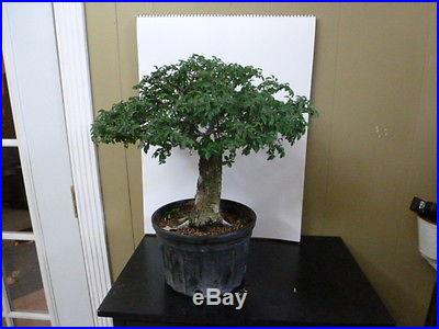 Pre bonsai chinese elm