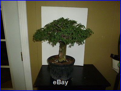 Pre bonsai chinese elm