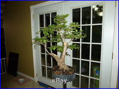 Pre bonsai crape myrtle with pink flowers