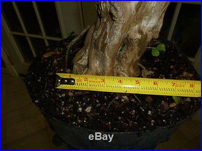Pre bonsai crape myrtle with pink flowers