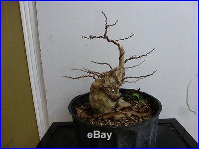 Pre bonsai crape myrtle with pink flowers/good shohin material