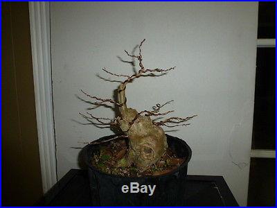 Pre bonsai crape myrtle with pink flowers/good shohin material