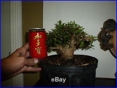 Pre bonsai satsuki azalea that blooms small pink flowers. Great shohin material