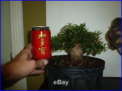 Pre bonsai satsuki azalea that blooms small pink flowers. Great shohin material