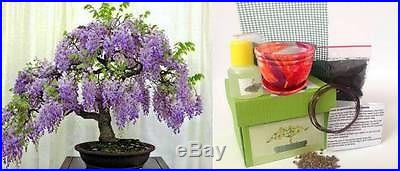 Premium Bonsai Kit in Gift Box (Wisteria Tree)-8Pieces, Includes CERAMIC Pot