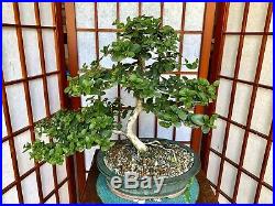 Premna Bonsai Tree 5+Years Old Great Trunk With Lot Of Movement 3 Roots Spread
