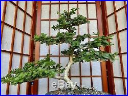 Premna Bonsai Tree 5+Years Old Great Trunk With Lot Of Movement 3 Roots Spread