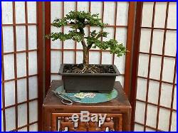 Premna Bonsai Tree With A Great Trunk And Pretty Impressive 4 Roots Spred