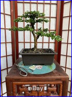 Premna Bonsai Tree With A Great Trunk And Pretty Impressive 4 Roots Spred