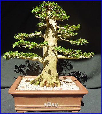 Premna Microphylla Bonsai Tree
