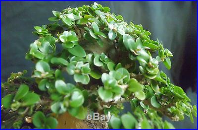 Premna Microphylla Bonsai Tree