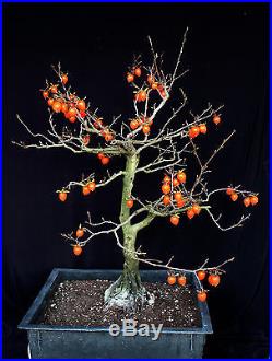 Princess persimmon specimen bonsai tree #A