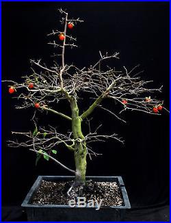 Princess persimmon specimen bonsai tree #B
