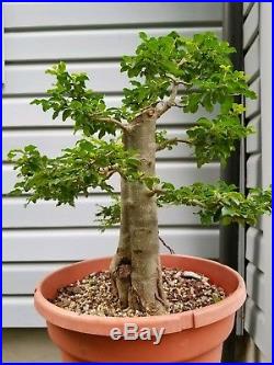 Privet Bonsai Tree
