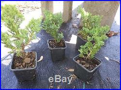 Procumbens Nana Juniper, Bonsai starter, Evergreen, 100 plants, FREE delivery