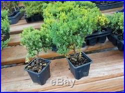 Procumbens Nana Juniper, Bonsai starter, Evergreen, 100 plants, FREE shipping