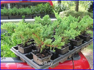 Procumbens Nana Juniper, Bonsai starter plants, Evergreen, SIX plants