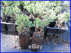 Procumbens Nana Juniper, Evergreen, great for bonsai, FIVE plants