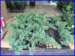 Procumbens Nana Juniper, Evergreen, great for bonsai, FIVE plants