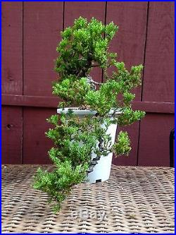 Procumbens Nana Juniper bonsai specimen