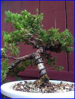 Procumbens Nana Juniper bonsai specimen
