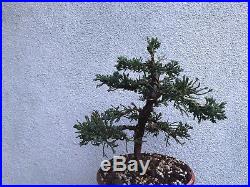 Prostrata bonsai stock(8pros1119st)Nice movement, recently wired