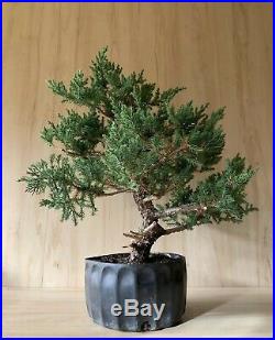 Prostrate Juniper Bonsai Tree Bark Kifu Evergreen BIG Thick Trunk Old