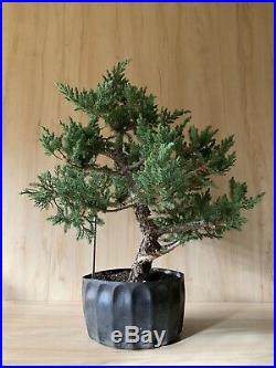Prostrate Juniper Bonsai Tree Bark Kifu Evergreen BIG Thick Trunk Old