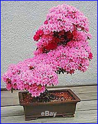 Prunus Serrulata Japanese Sakura Flowering Cherry Bonsai Tree Seed VERY RARE