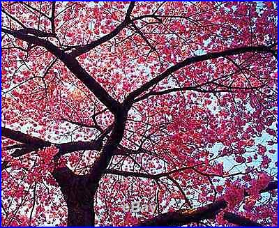 Prunus Serrulata Japanese Sakura Flowering Cherry Bonsai Tree Seed VERY RARE