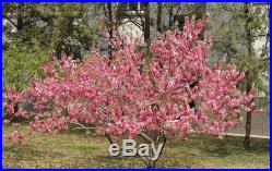 Prunus Serrulata Japanese Sakura Flowering Cherry Bonsai Tree Seed Very RARE