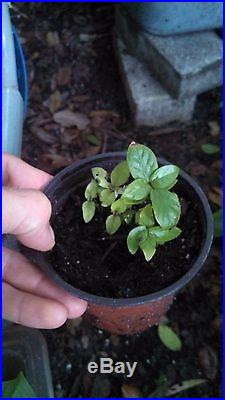 Psychotria viridis 1 Live Plant Chacruna Ayahuasca