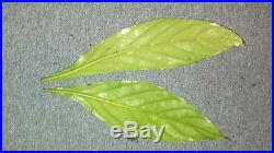 Psychotria viridis 1 Live Plant Chacruna Ayahuasca