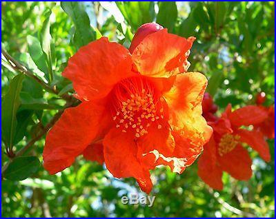Punica Granatum 40 seeds POMEGRANATE TREE bonsai + extra seeds! SOW ALL YEAR