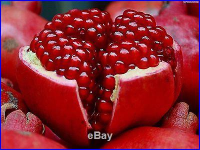 Punica Granatum 40 seeds POMEGRANATE TREE bonsai + extra seeds! SOW ALL YEAR