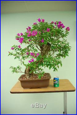 Purple BOUGAINVILLEA Bonsai Tree. Flowers year round! Cheap Price