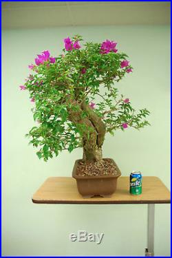 Purple BOUGAINVILLEA Bonsai Tree. Flowers year round! Cheap Price