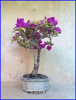 Purple Bougainvillea Flowering Bonsai SPECIMEN Big Thick Trunk IN BLOOM