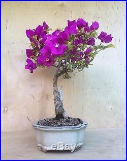 Purple Bougainvillea Flowering Bonsai SPECIMEN Big Thick Trunk IN BLOOM