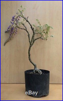 Purple Japanese Wisteria Flowering Bonsai Tree Movement Thick Trunk