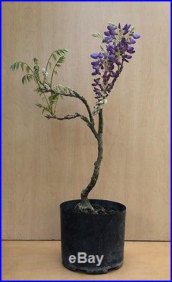 Purple Japanese Wisteria Flowering Bonsai Tree Movement Thick Trunk