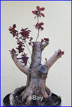 Purple Smoke Bush Bonsai Tree, sale