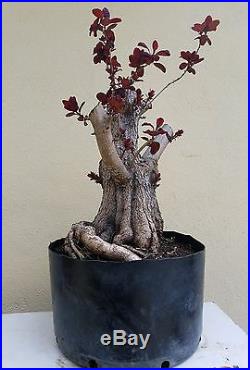 Purple Smoke Bush Bonsai Tree, sale