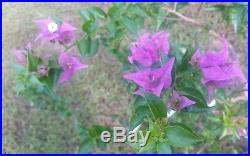 Purple bougainvillea flowering pre bonsai #5