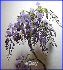 Purple flowering Japanese wisteria for unique shohin mame bonsai tree multi list