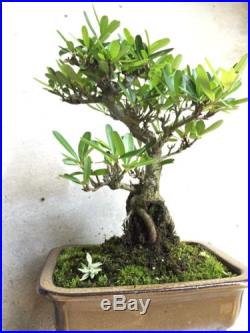 Pyracantha Bonsai Tree Mame Shohin Bonsai in Glazed Bonsai Pot