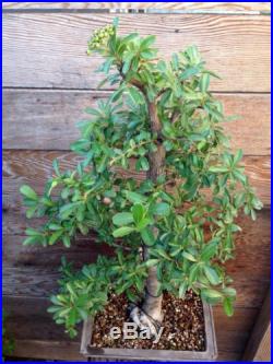 Pyracantha Firethorn Bonsai (Flowering and Fruit)